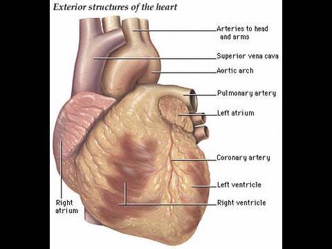 heart attack, severe pain, save your self, cardiology, traetment