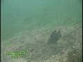 Niagara River Bass and Walleye Report
