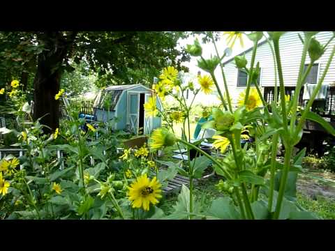 how to collect echinops seeds