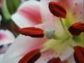 fiori bianchi