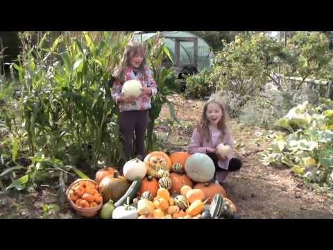 how to harvest squash and pumpkins