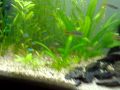Aquário de fácil manutenção, sem fertilizações, com co2 caseiro, e ph ligeiramente alcalino.Mesmo assim os meus peixes amazónicos estão bem e recomendam-se . 