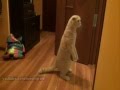 A Very Curious Cat! || Ну ооочень любопытный кот!=))