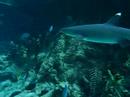 Sea World Australia 2