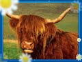 Tiere / umwelt / helfen musik enya - watermark Tiere / umwelt / helfen musik enya - watermark
