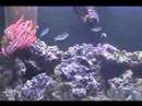 Recent Additions - Watchman Goby and Green Chromis