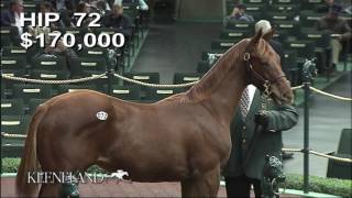 HnR 's Sulis 16 weanling filly by Scat Daddy Hip 72 Keeneland Nov 2016