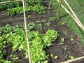 HUERTA ORGANCIA