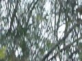 conquista de aves