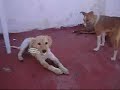 kira, cachorrita en adopci�n