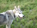 Saarlooswolfhunde heulen