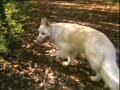 Doggy Manor: Doggy Water Foutain