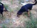 Airedale Terrier video