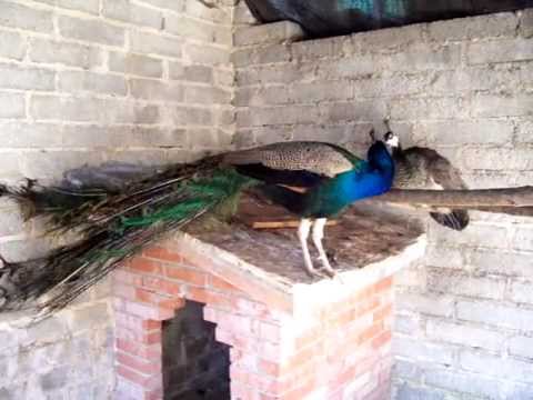 Peacock