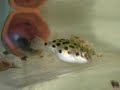 My little Pufferfish