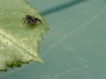 Skakun Jumping Spider Evarcha arcuata Skakun Jumping Spider Evarcha arcuata