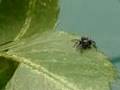 Click to View : Vampir Örümcekler ( Evarcha Culicovora)
