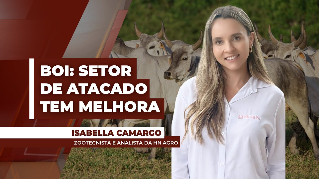 Mercado do boi: atacado melhora movimentação nesta quarta-feira (29)