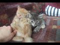 Котята полуторамесячные