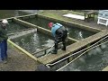 This is PART TWO of a TWO PART VIDEO that shows where the beautiful SierraBows are raised high in the natural Sierra Mountian spring waters. You will see some of the BIGGEST TROUT you have ever seen crashing like tuna on bait. Part TWO shows the actual 30 POUND CLASS Rainbow Trout being hand loaded into our stocking tanks and then shows the two State Record Breaking Trout being stocked into the Lakes. Visit: www.fishinglakes.com for more info.