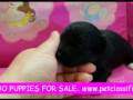 videos de MALTI POO PUPPIES FOR SALE www.petclassifieds1.com