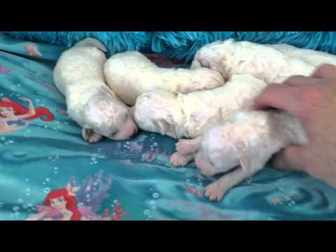 Bichon Frise Puppies