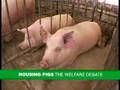 Pig Housing - a balanced view