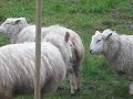 Sheep Fighting Part 2/3