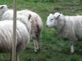 Sheep Fighting Part 2/3
