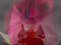Violin Adagios - Schubert Violin Adagios - Schubert