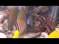Desjardin Sailfin