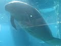 Floating Manatee