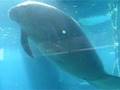 Floating Manatee