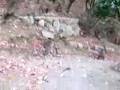 Walk With 100 Monkeys