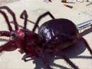 Spider Wiper
