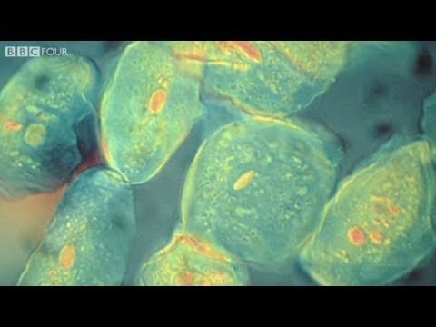 How did the evolution of complex life on Earth begin? – The Gene Code, Episode 1 – BBC Four