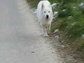 Wei�e \"Windhunde\" Sch�ferhunde