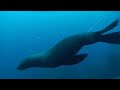 Jervis Bay Seals