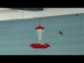Hummingbirds ; Pugnacity on Gossamer Wings