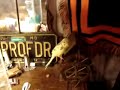 A budgie and a hamster