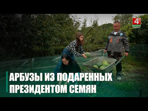 Арбузы из семян от Лукашенко вырастила школьница из Гомельской области видео