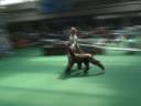 Afghan Hound Sunward Biba Afghan Hound Sunward Biba