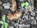 Magic Cicada Invasion 2007! (part 1 of 2)