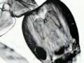 Natural Selection (Clip 'Heavy Metal')