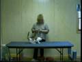 Cat Clicker Training In Action