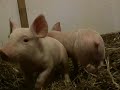 Canadian Piglets, Argus & Ahab go to Farm Sanctuary Canadian Piglets, Argus & Ahab go to Farm Sanctuary