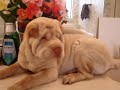 Shar-Pei Puppy Baby Continued