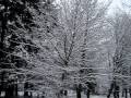 videos de snowfalling in bonn january 4 2009