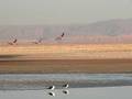 Salar de Atacama: Flying Flamingoes