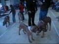 Rhodesian Ridgeback Christmas party